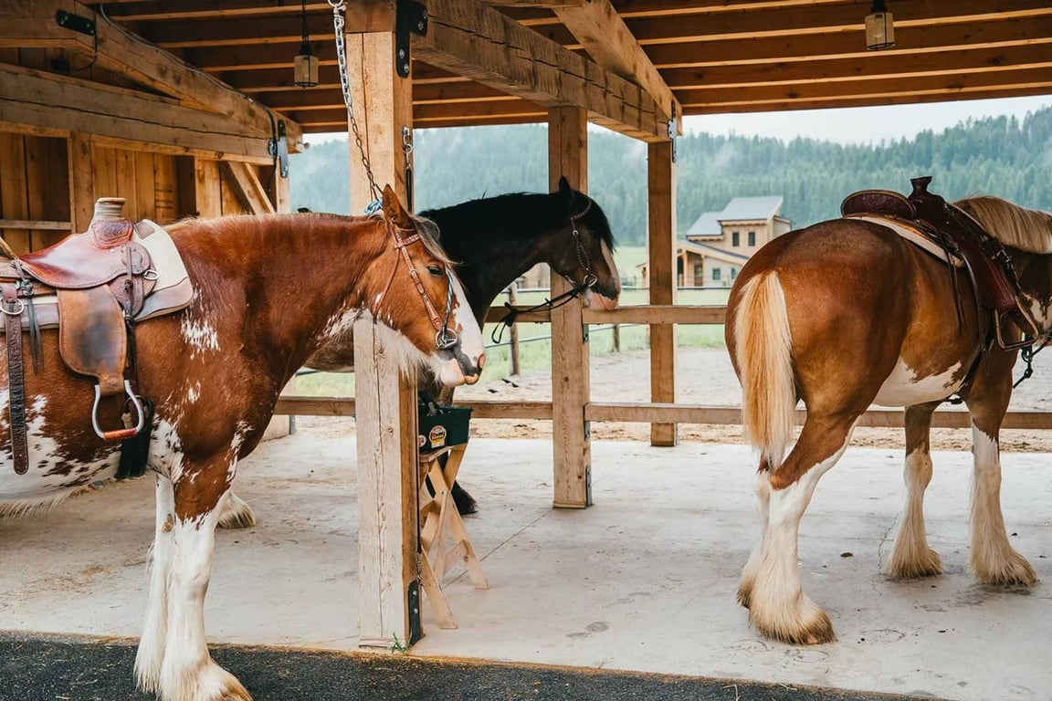 Clydesdale Horseback Riding Tour Image 7
