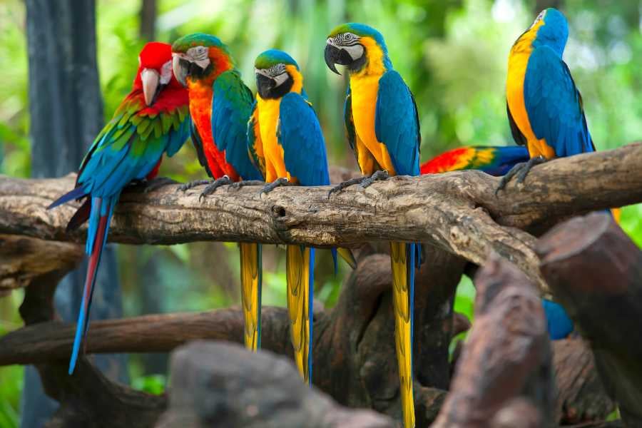 Colorful parrots perch on a branch, adding a vibrant touch to the tropical forest.