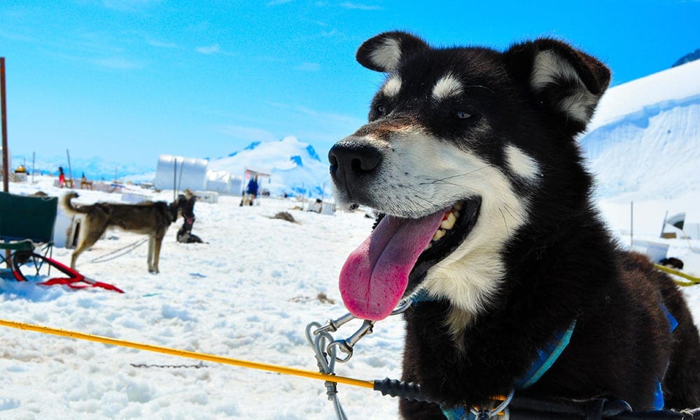 Helicopter Dogsledding with Extra Landing Tour Image 3