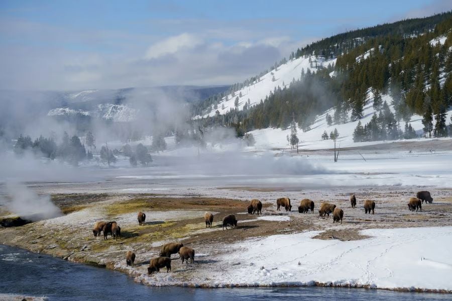 Bison gather near a steaming river, framed by snowy hills and evergreen forests.