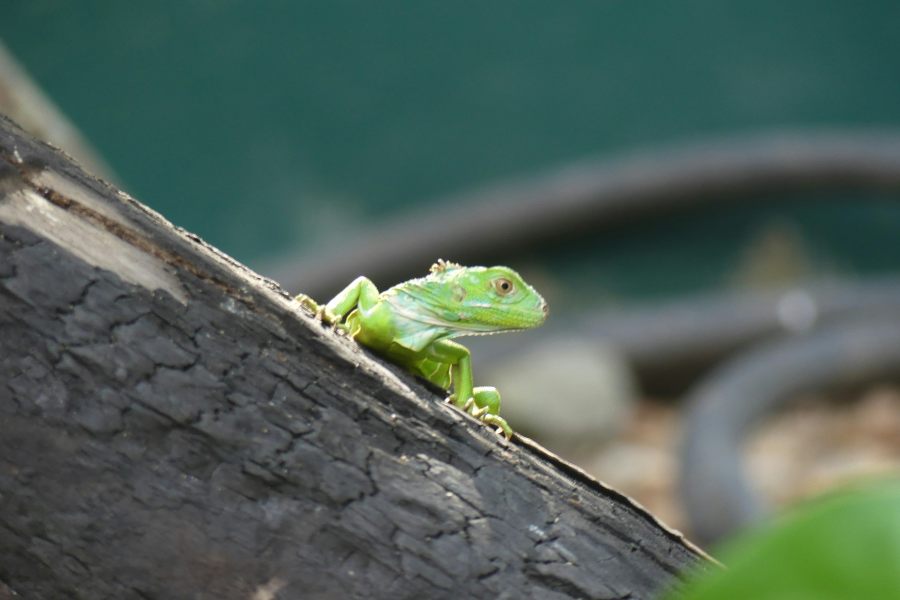 Our Favorite Things to Do & See in San Ignacio