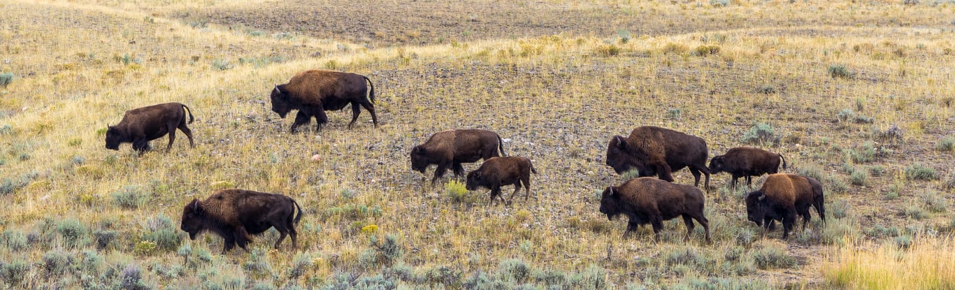 Where To See Wildlife In Yellowstone