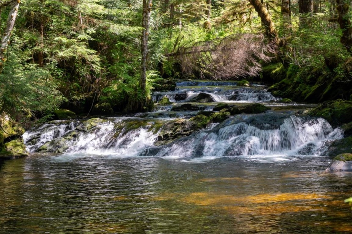 Private Old-Growth Creek Hiking Tour Tour Image 4