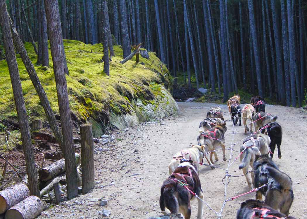 Skagway Sled Dog and Musher's Camp Tour Image 9