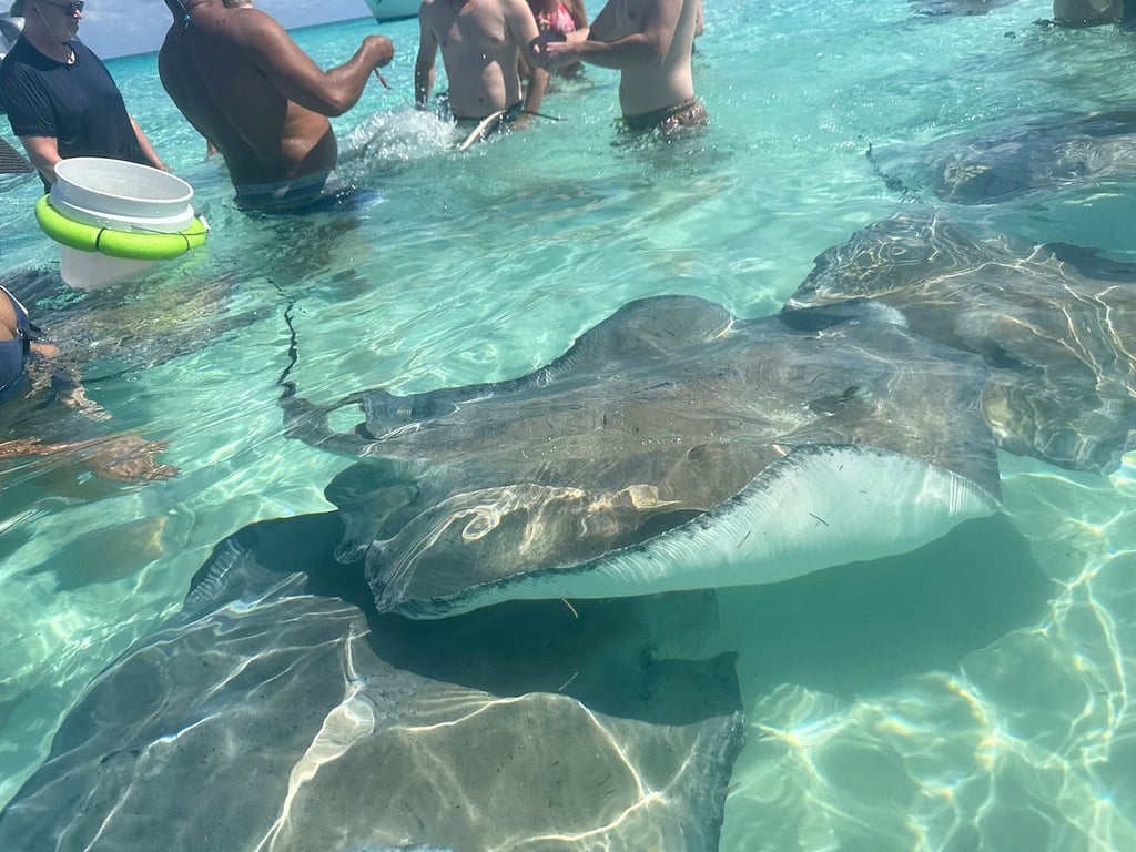 Great times with the sting rays review image 0