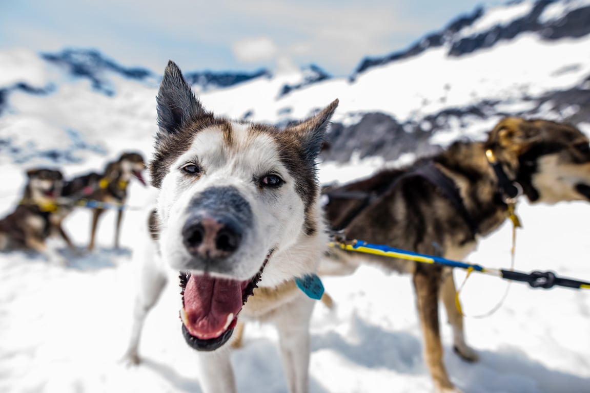 Dog sled team of Alaskan huskies running across snow on Herbert Glacier during a helicopter dogsled tour