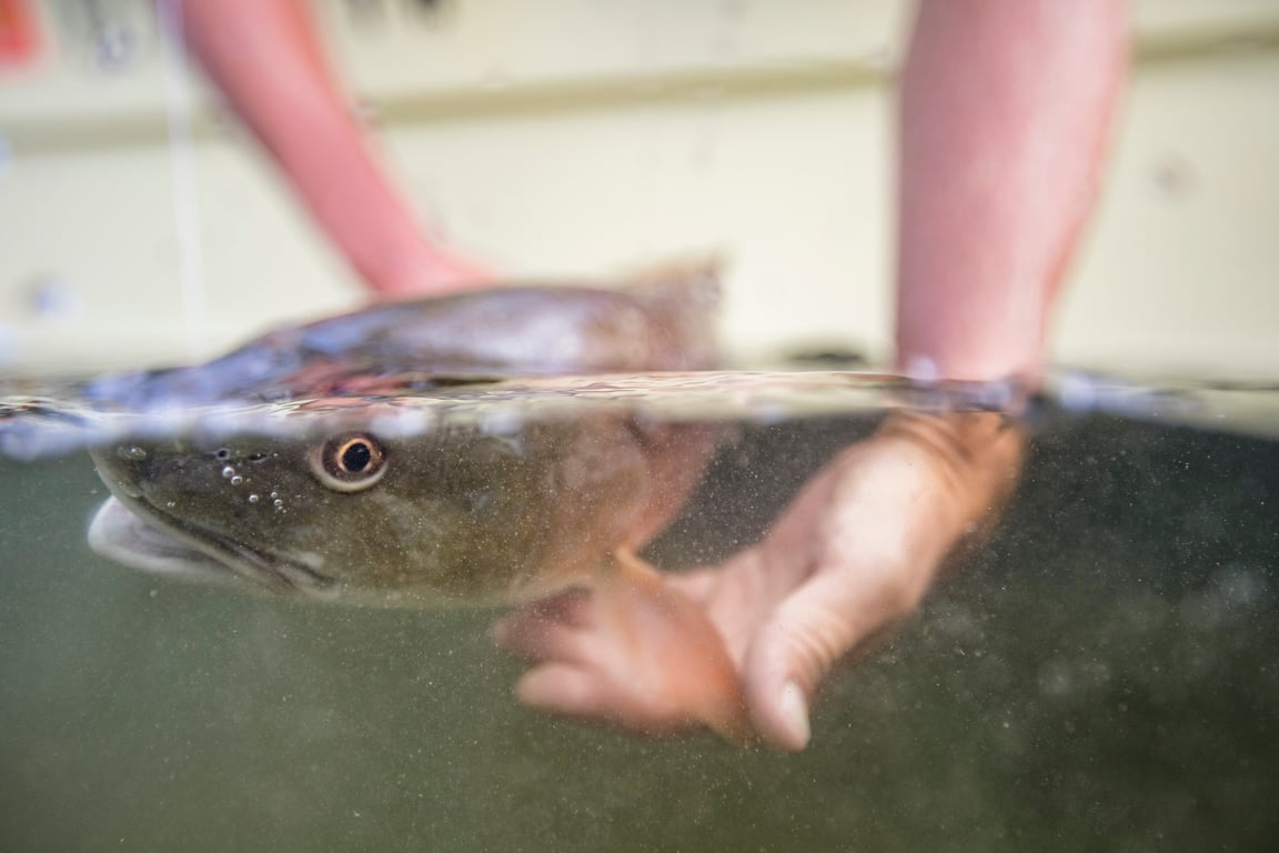 What to Know Before Your Visit to the Macaulay Salmon Hatchery image