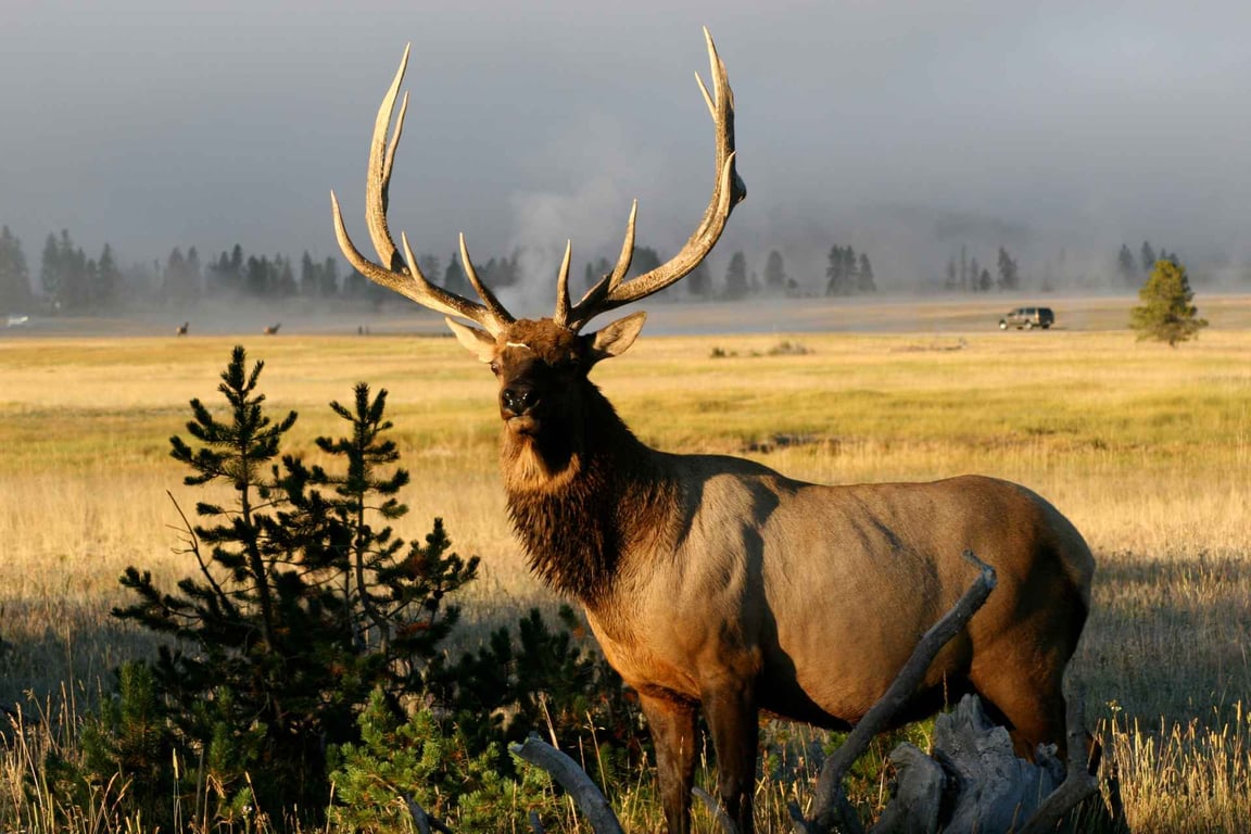 Private West Yellowstone Upper Loop Wildlife Photo Tour Tour Tour Image 10