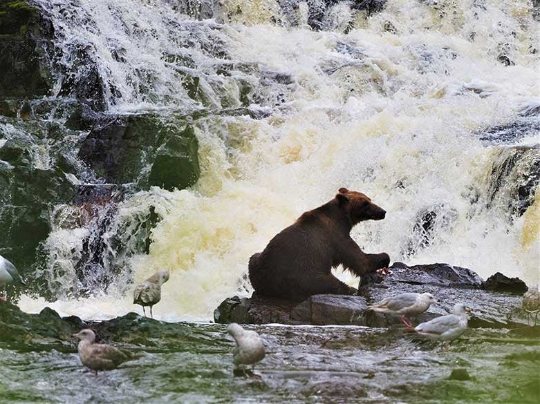 Waterfall Creek Bear Tour image