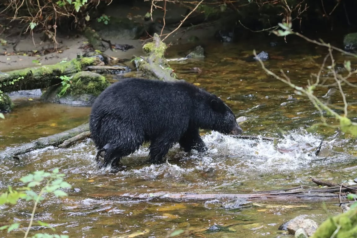 Bear Express Tour image
