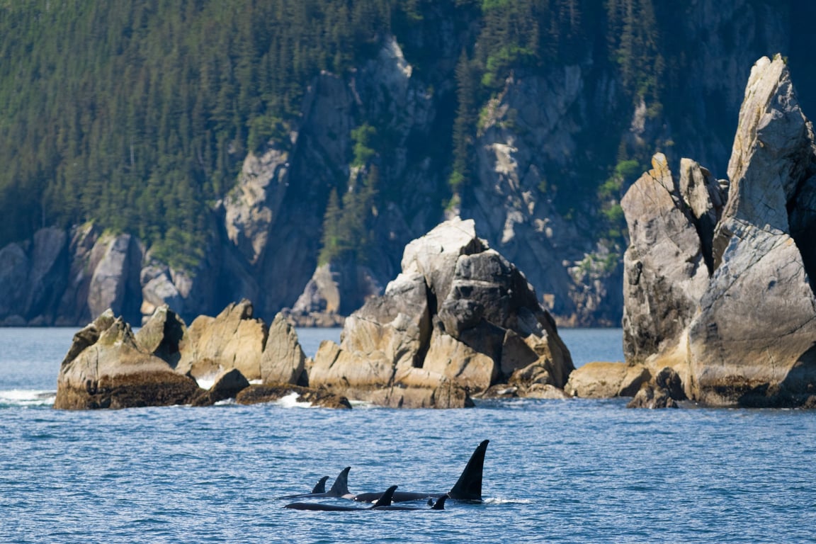 4 Hour Kenai Fjords Wildlife Cruise image