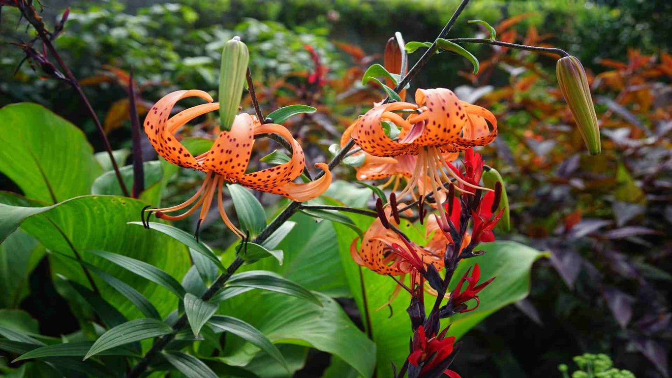 Belize Botanic Gardens: Our Expert Visitor's Guide image