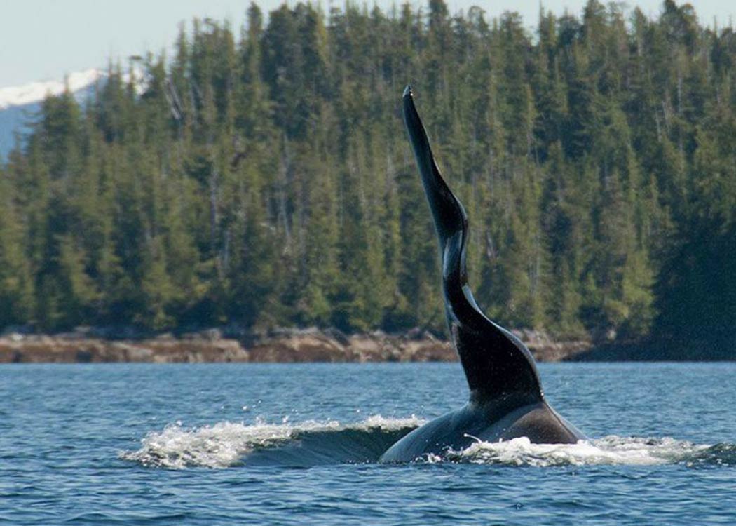 Paddle with Whales Kayak Adventure Tour Image 8