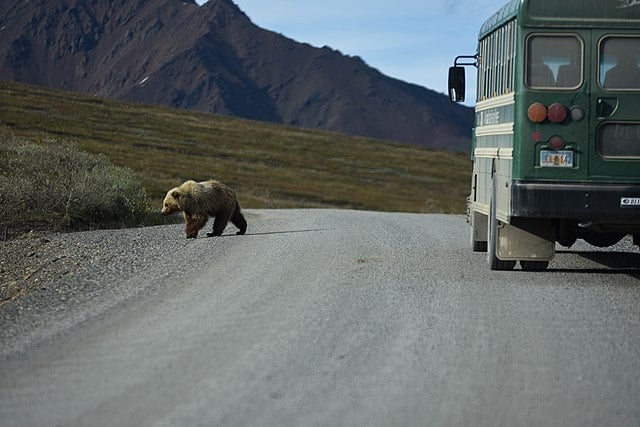 Unveiling the Wonders of Denali Park Road: A Local Expert’s Guide