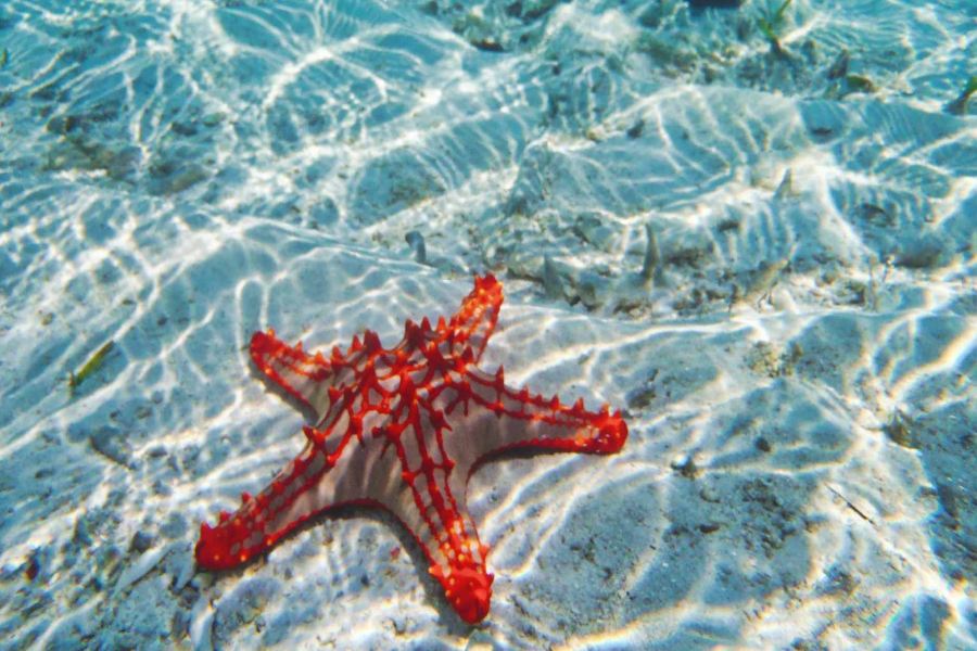 Best Cozumel Beaches For Cruisers