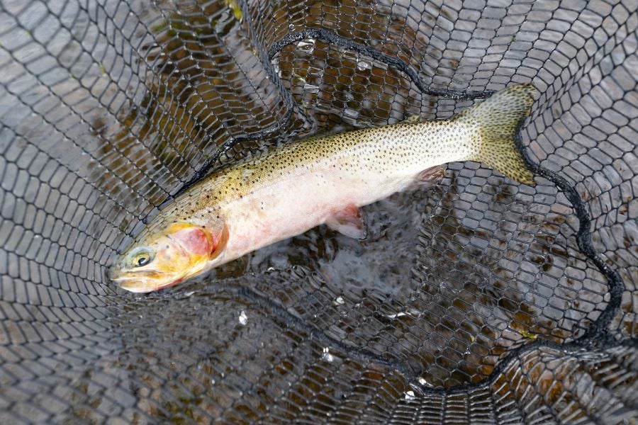 Bright cutthroat trout rests in a net after a Yellowstone catch.