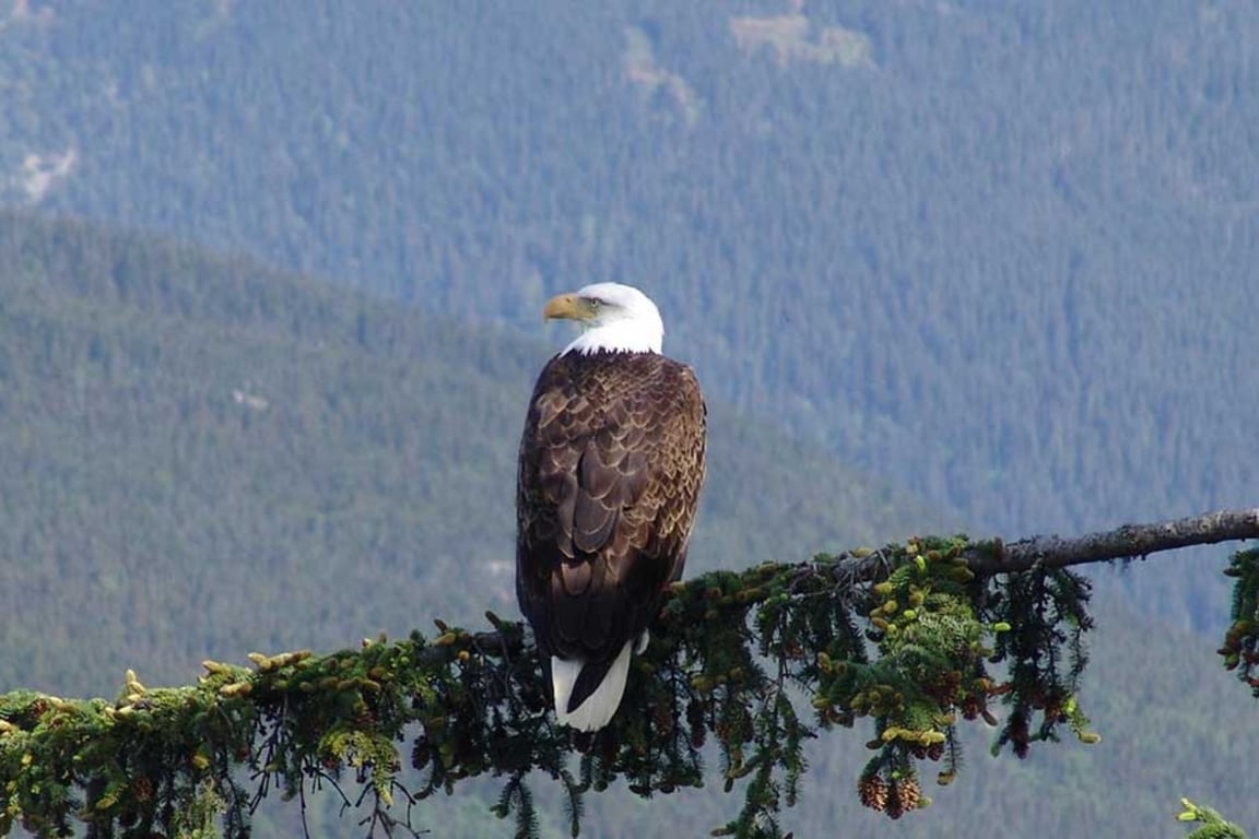 Chilkoot Trail Hike & Float image