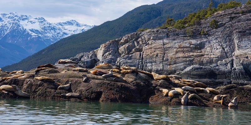 While high summer is often best to find wildlife like these sunning sea lions, keep in mind that we can never make any guarantees. These wild animals have minds of their own after all!