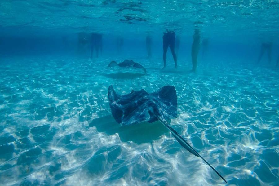 11 Unique Things to Do in Grand Cayman