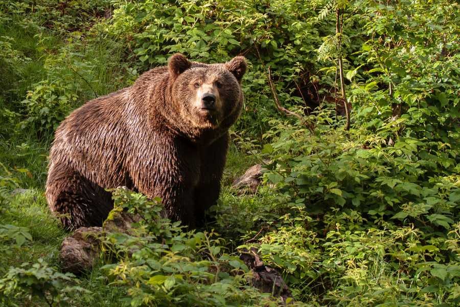 A powerful grizzly bear stands in lush greenery, gazing curiously at the camera.