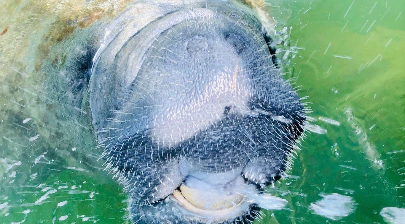 Belize Manatee Excursion Tour Image 4