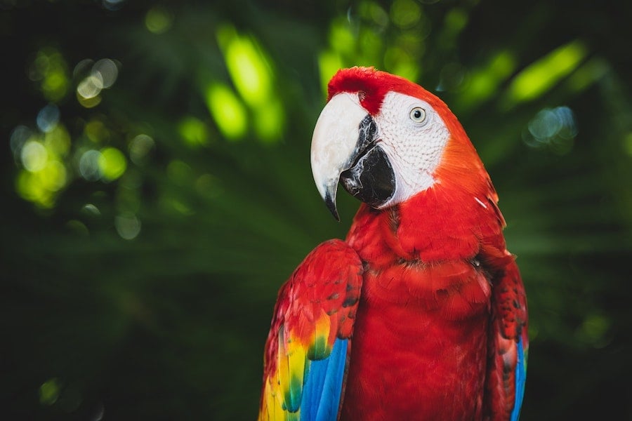 Rainforest category image