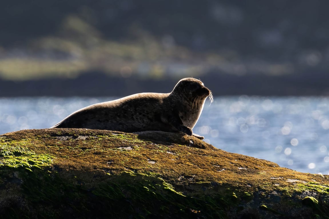 When and Where to See Alaska Wildlife