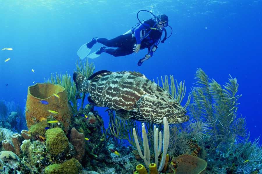 A diver watching a big fish near bright coral underwater.