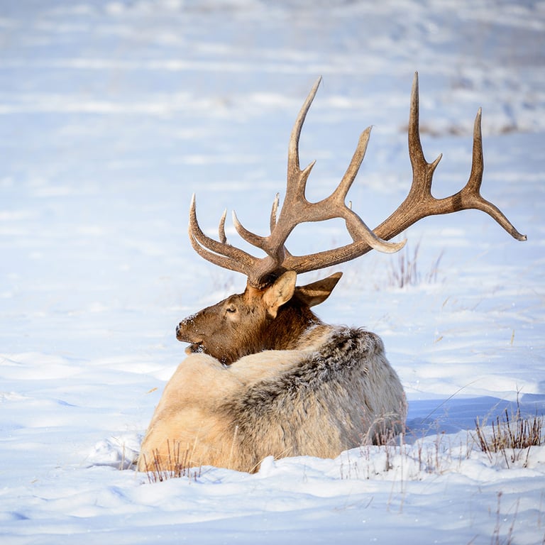 Winter Wildlife Tour image