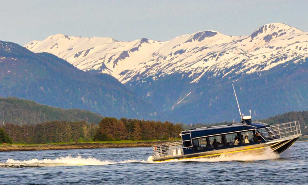 Whale Watching Tour Tour Image 1