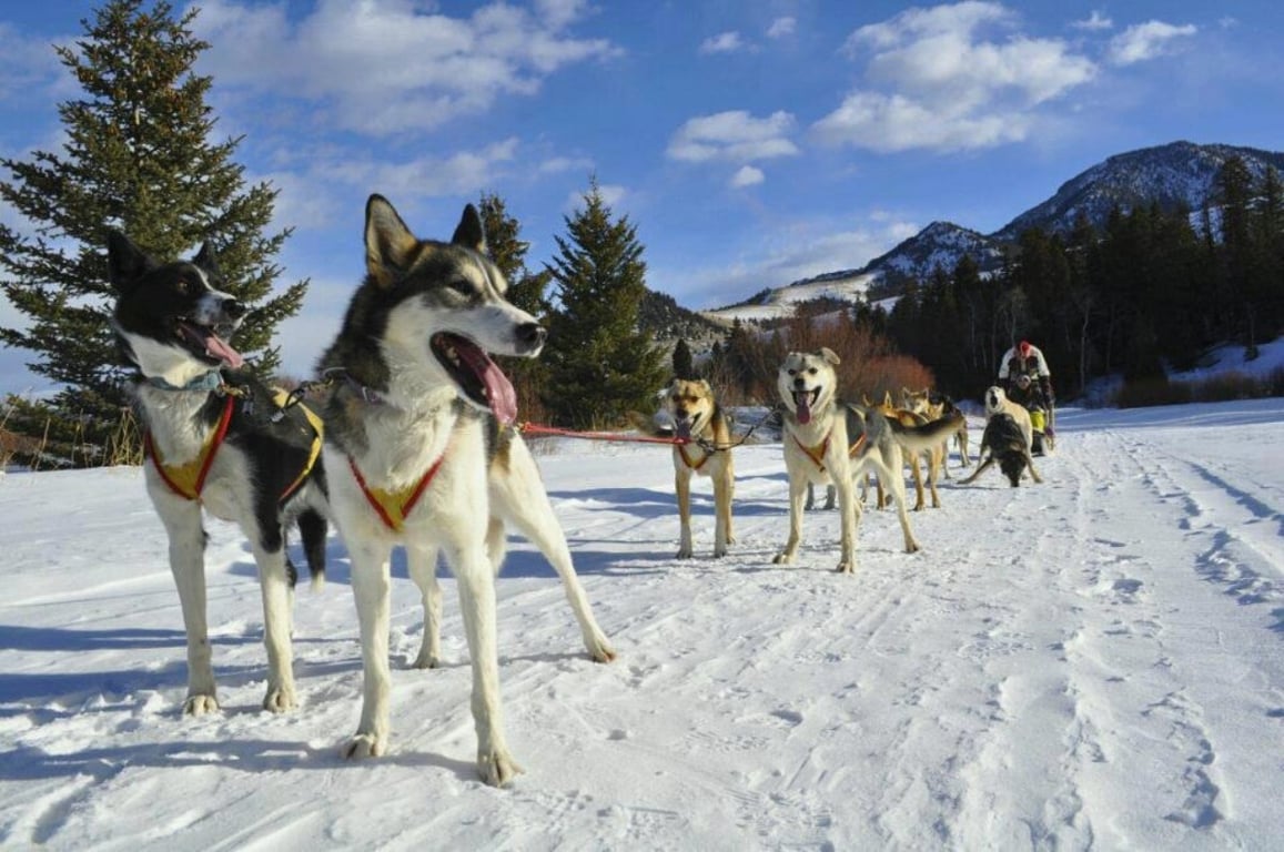 Yellowstone Dog Sled Experience Tour Image 2
