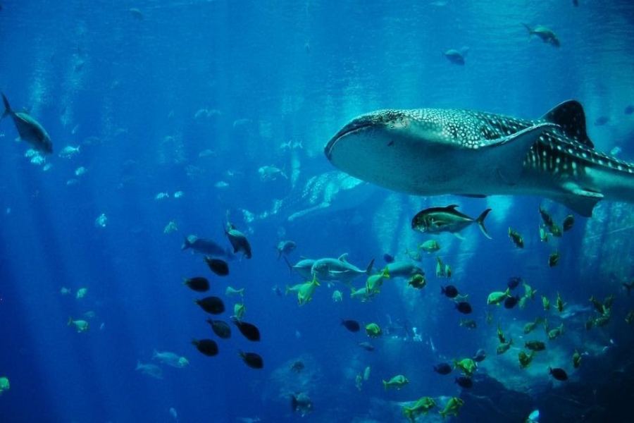 Whale Sharks in Cancun? Here's How to See Them