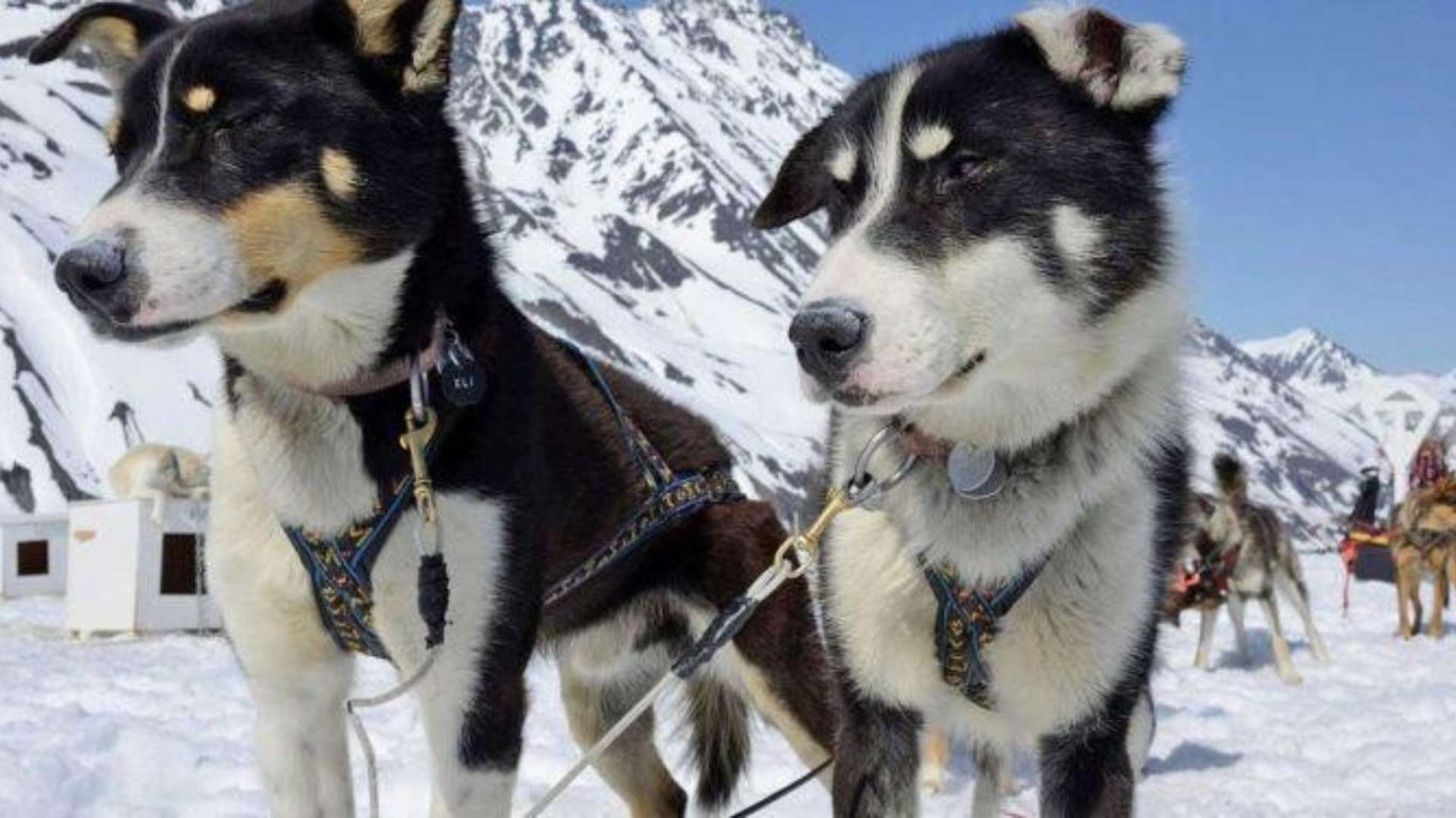 Anchorage Helicopter and Glacier Dogsled Tour Tour Image 5