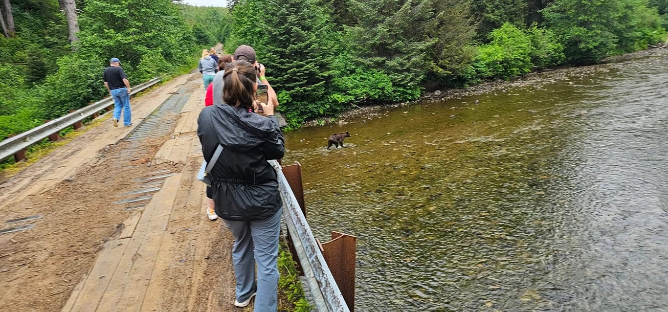 Guided Passenger Van Wildlife and Bear Viewing Tour image