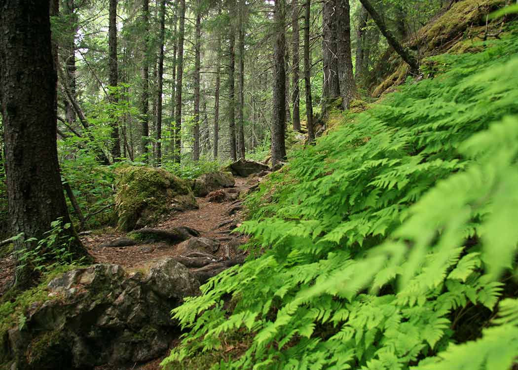 Skagway Adventure Hike Tour Image 6