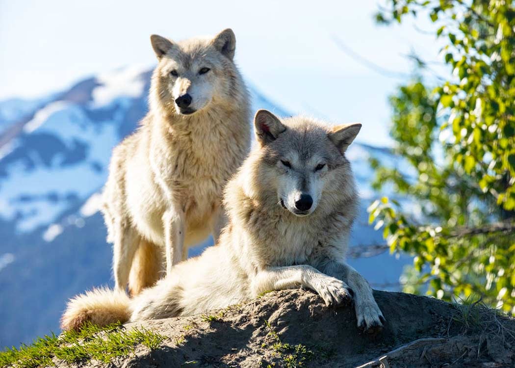 Discovering Anchorage Day Trips with a Local Expert: Explore Alaska's Wilderness with Alaska Shore Tours