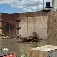Bear Sanctuary right on the freeway! review image 2