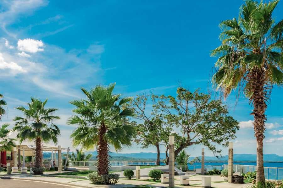 A relaxing beachside view with palm trees and clear skies, perfect for unwinding by the ocean.