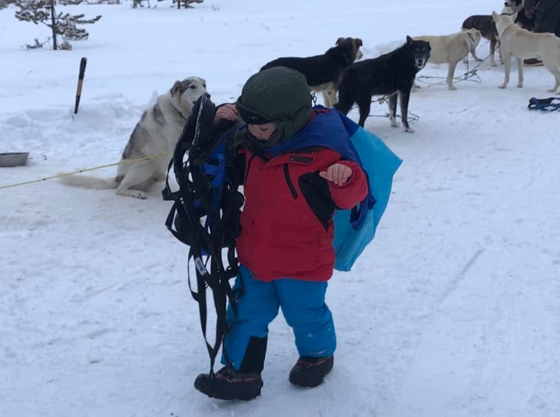Yellowstone Dog Sled Experience Tour Image 8