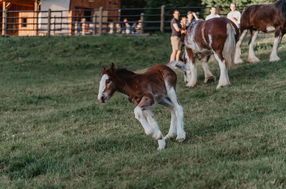 Clydesdale Horseback Riding Tour Image 13