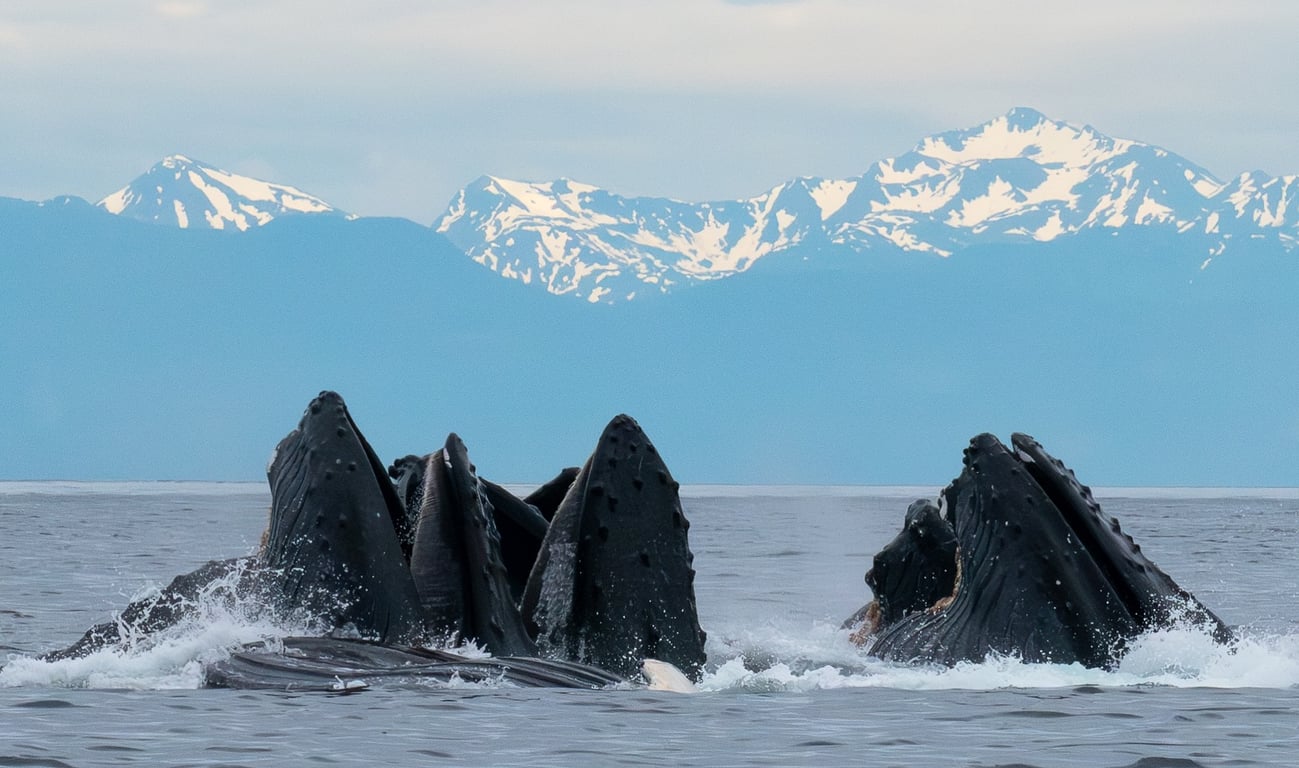 Icy Strait Whale & Wildlife Endeavor Tour Image 3