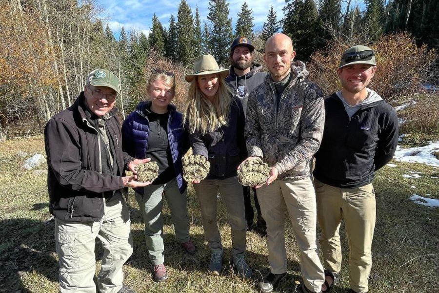 Wildlife guides showing fresh bison dung in the forest.