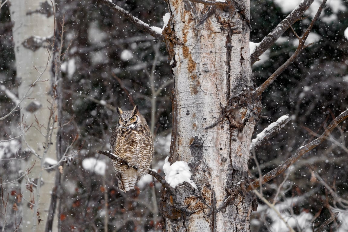 Winter Guide to Teton Valley, Idaho: Best Restaurants, Hotels, and Activities