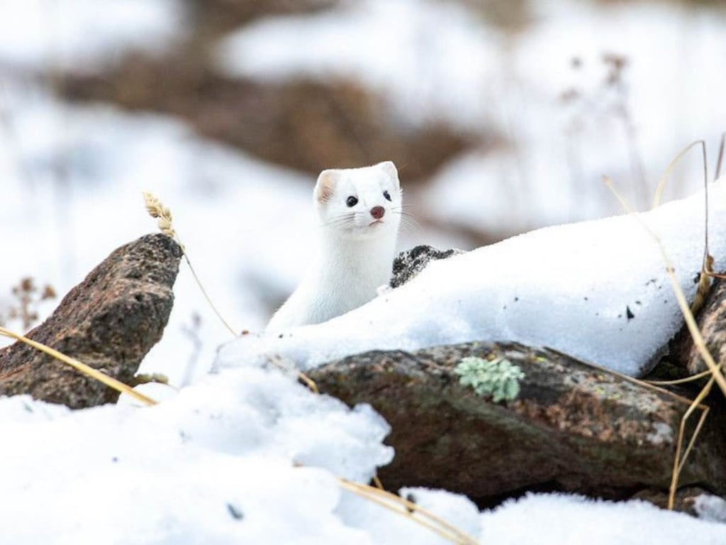 Snowshoe In Glacier National Park Tour Image 10