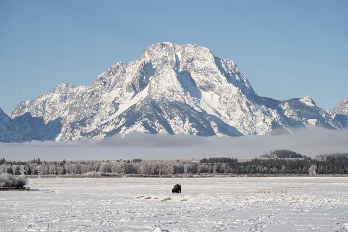 Half Day Grand Teton Tour image