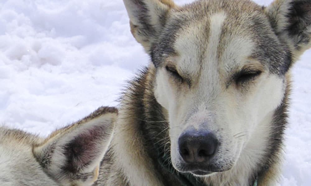 Helicopter & Dogsled Glacier Excursion Tour Image 10