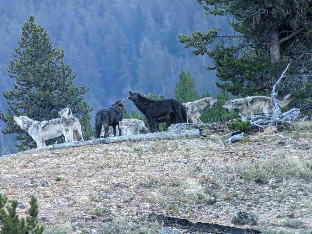 Private Yellowstone Winter Safari From Gardiner image
