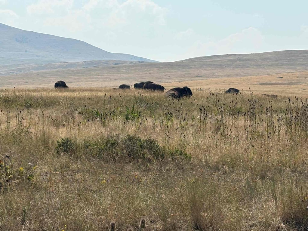 CSKT Bison Range Wildlife Viewing Tour Tour Image 8