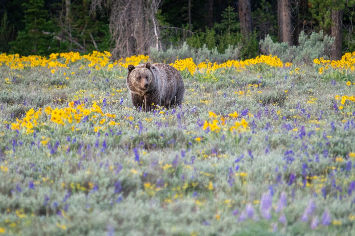 Yellowstone Highlights Tour Tour Image 6