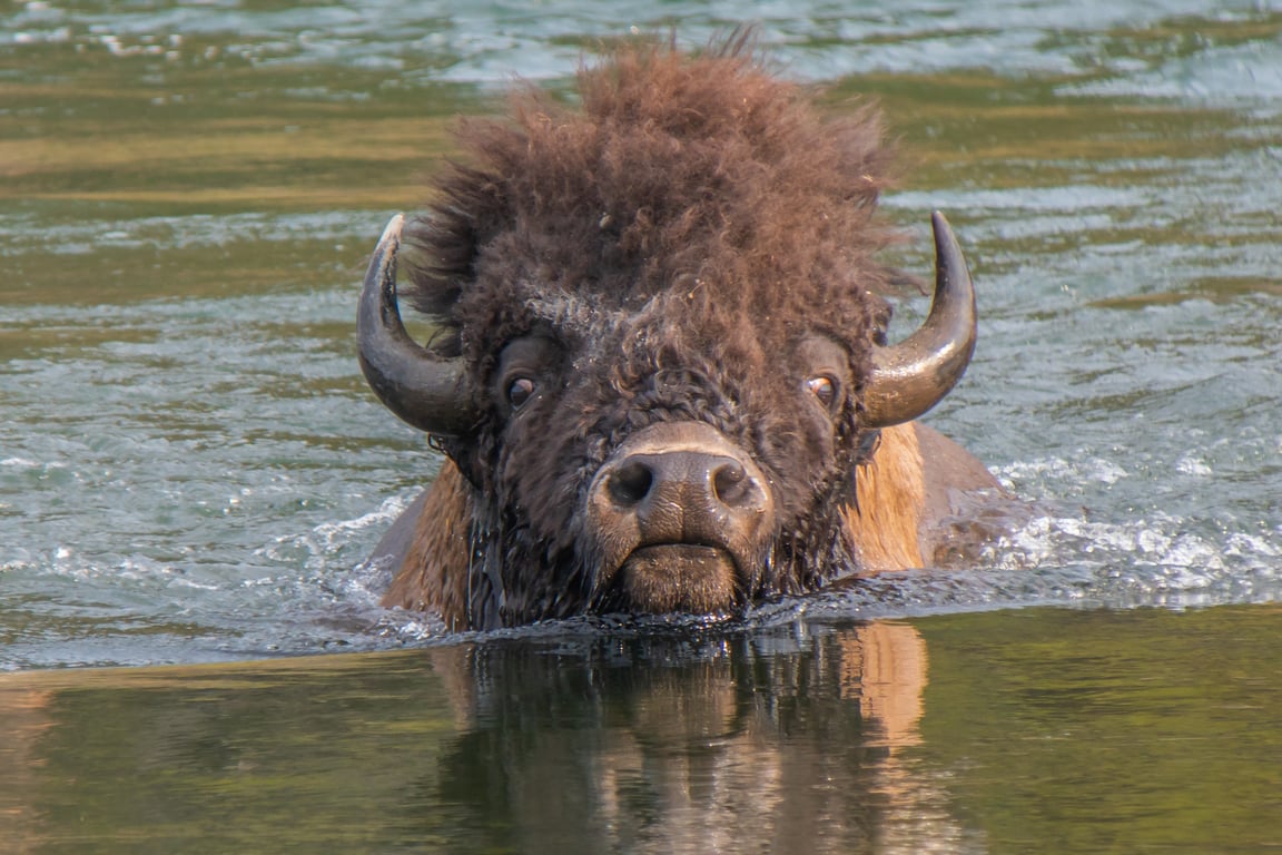 Yellowstone Highlights Tour Tour Image 7